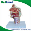 MFM006 China Wholesale Market Head And Neck Dissection Model